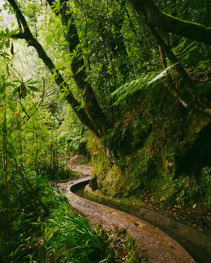 O levadă din Madeira, un canal îngust de apă cu o potecă alături, șerpuiește prin pădurea deasă.